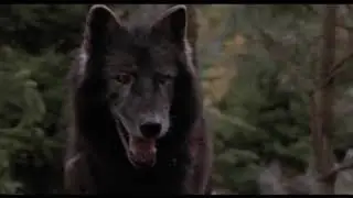 Jungle video in Ankit Mishra