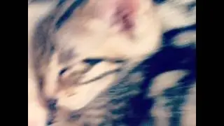 Skattie