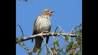 Song Thrush - Måltrost (Turdus philomelos)