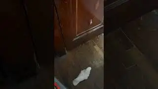 Boo's Door-side Vigil: A Goffin's Cockatoo Misses Chris