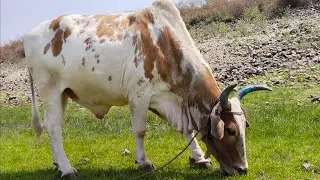 An Ox / Ox Videos / Ox Information / Life Of Ox / Farm Pet Animal Ox / @WorldKidsTV