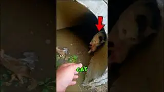 This Cat SAVED Kittens From The Flood 