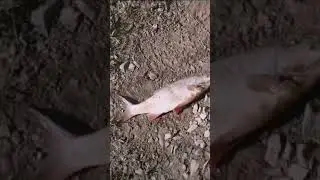 ЯЗЬ НА ПОПЛАВОК У БЕРЕГА (Архив 10.05.2019г Суровская)