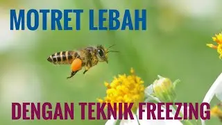 Cara Memotret lebah dengan teknik freezing