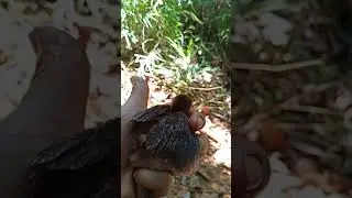 Nekat dan nakal masih kecil sudah berani bermain di hutan, hadduh ngeri!!!