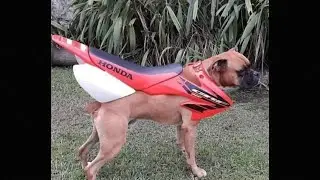 is that a honda ??