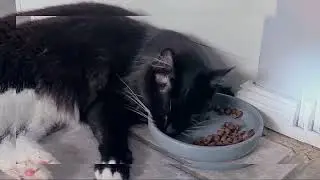Maine Coon Cat Elvis Lazy Boy