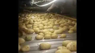 Potato Cleaning
