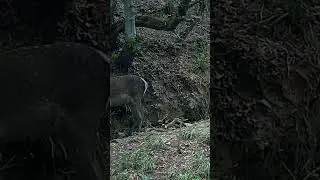 DİŞİ GEYİK! 
