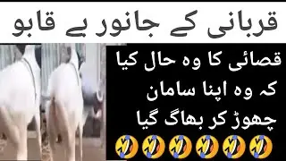 ,🤣😂🤣funny videos قربانی کے جانوروں کی   | funny animals video| viral funny cow