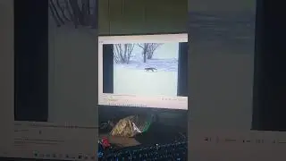 SL has BSOD