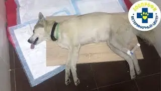 Какие УЖАСНЫЕ Последствия Могут Иметь Прогулки без Поводка