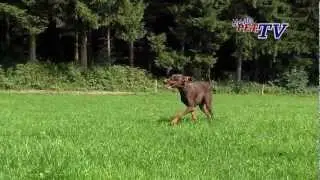 Dobermann: Informationen zur Rasse