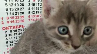 КОТЁНОК ВАСЯ.