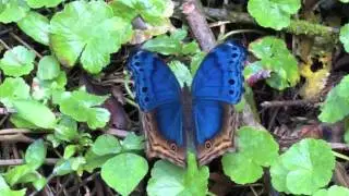 East African Butterflies