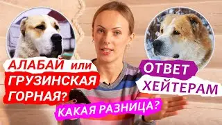 АЛАБАЙ или ГРУЗИНСКАЯ ГОРНАЯ СОБАКА (НАГАЗИ)? В ЧЕМ РАЗНИЦА? ОТВЕТ ХЕЙТЕРАМ