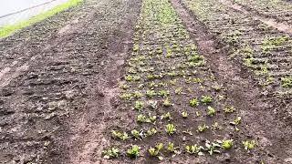 Высадили рассаду петрушки. лука, салата и шпината. Всё требует полива.