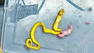 How To Save A Snake