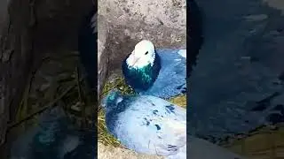 #pigeon 🇦🇲✌️