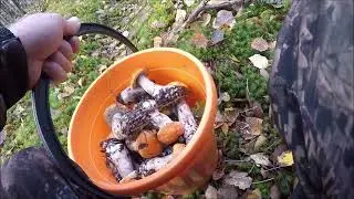 РЫБОЛВ ИВАНОВИЧ. ГРИБЫ ЕСТЬ...