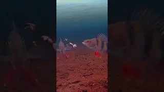 🎣Окуневая эльдорадо🐬 