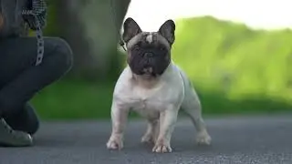 French Bulldog Studs:  Royal Genetics By Louis Vuitton