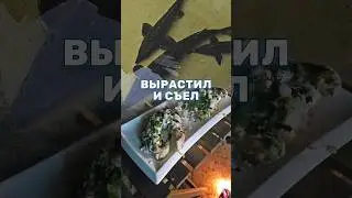 Жарю осетра у своего пруда. Осётр Роло на сковороде. Рыбные стейки 