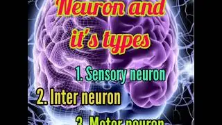 Neuron and types of neuron | Sensory neuron, Inter Neuron and Motor Neuron
