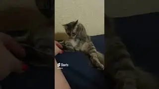 Ириска - учитель йоги!