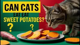 Can Cats Eat Sweet Potatoes? The Ultimate Guide for Cat Parents!