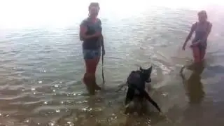 Учимся плавать!) Собака ныряет в воду!