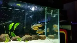 Piranha Eat A Rat In Few Seconds. 