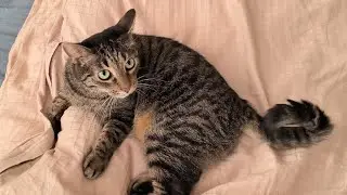 Jenny crazying in bed in the afternoon - 4K