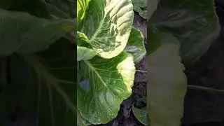 капуста сироко ииприлипатель #agriculture