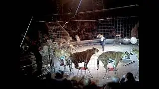 Тигры на арене цирка .
