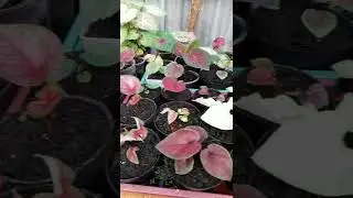 Belajar Merawat Bunga