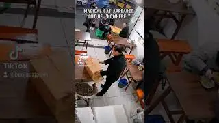 MAGICAL CAT #cat #cats #funnyanimals