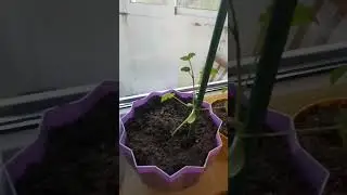 Арбузы дома в горшках!!!
