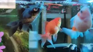 My First Tank || Aquarium Ikan Hias