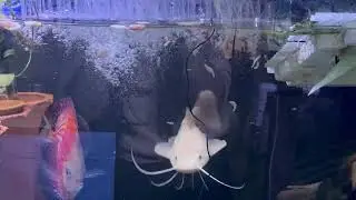 Monster predator fish grow out. Paroon shark and platinum red tail catfish. 