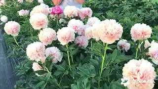Mary Jo Legare peony. Mary Jo Legare peony, continued flowering Pulkovo Garden (2022)