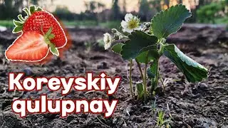 Qulupnay ekish jarayoni - Koreyskiy qulupnay yetishtirish