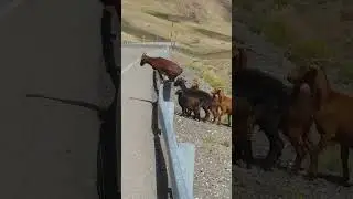Paso Pehuenche, un piño en tu camino