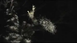 Queen of the Night 2009