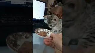 #cats когда надоели премиум корма
