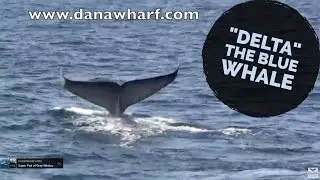 Blue Whale named 