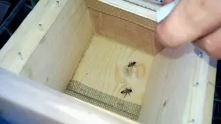 Формирование нуклеусов  Вывод маток  The formation of cores  The output Queen bees