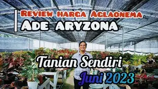 Flash Sale  AGLAONEMA Ade Aryzona Juni 2023 Wa : 081297193935