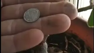 Прикол с металлоискателем.