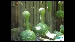 Owen's Gourd Garden Tour - August 13, 2011